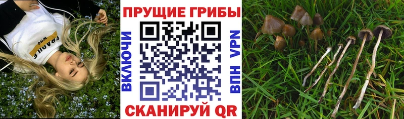 Псилоцибиновые грибы Magic Shrooms Сердобск